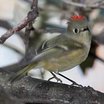 Ruby-crowned Kinglet